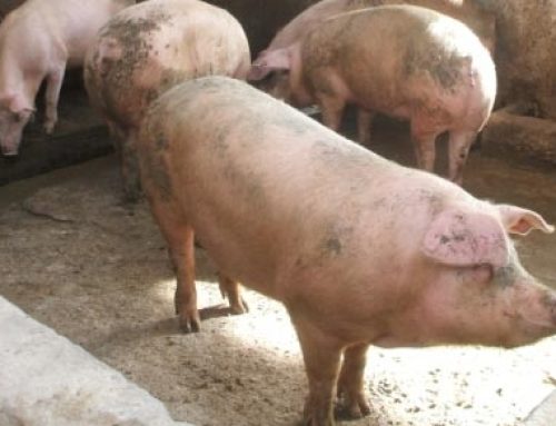 Ungheria, primo focolaio di peste suina africana in un allevamento domestico