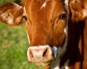 Carne bovina