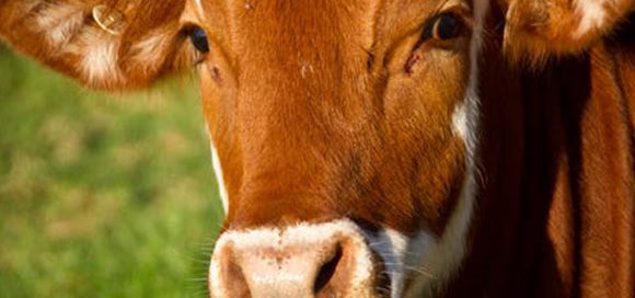Carne bovina