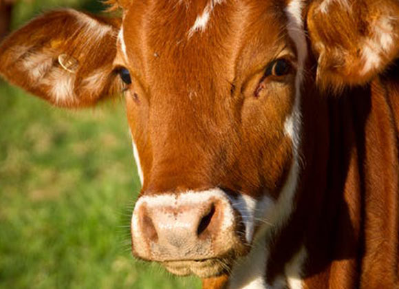 Carne bovina