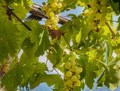 Il Consorzio Asti dà il via alla prima sperimentazione piemontese di vitigni Piwi aromatici