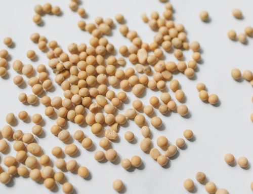 Legge Deforestazione, Anacer (associazione cerealisti): “A rischio la filiera della soia”