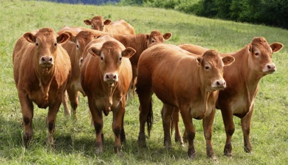 A Modica Rg Dal 29 Aprile Al 1 Maggio La Mostra Delle Razze Bovine 