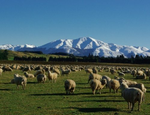 Nuova Zelanda: produzioni di latte in crescita (+6,8%), ritornano ai livelli di aprile 2021