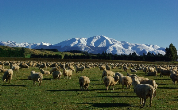 Nuova Zelanda