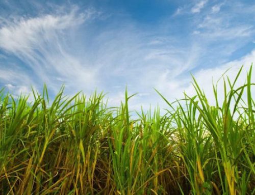 Usa / Zucchero: l’amministrazione Trump stanzia 150 milioni di dollari a supporto dei produttori