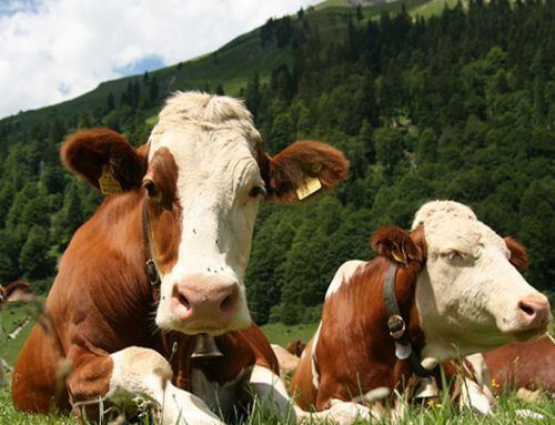 Calo prezzo del latte spot, chiesto un tavolo di filiera in Piemonte. A Padova alcune cooperative invitano gli allevatori a ridurre le produzioni