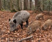 Cinghiale