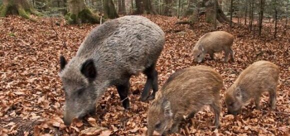 Cinghiale