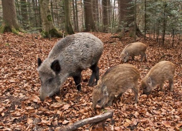 Cinghiale