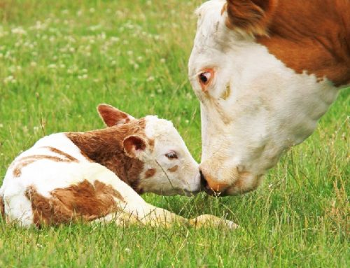 Benessere animale, a Parigi la presentazione del report BBFAW 2025