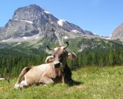 Carne bovina