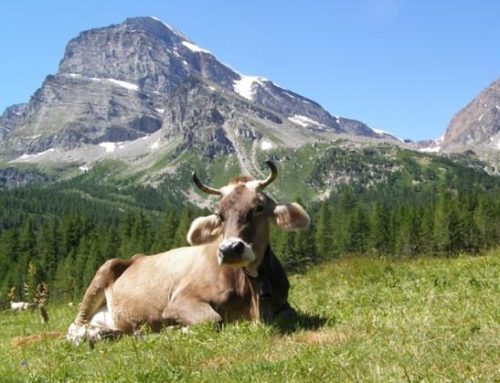 Dalla Regione Lombardia 25,5 milioni di euro a sostegno dell’agricoltura di montagna