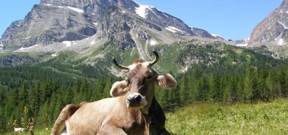 Allevamenti di montagna