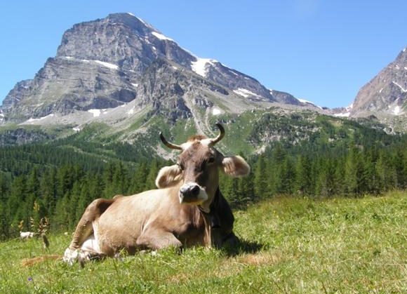 Allevamenti di montagna