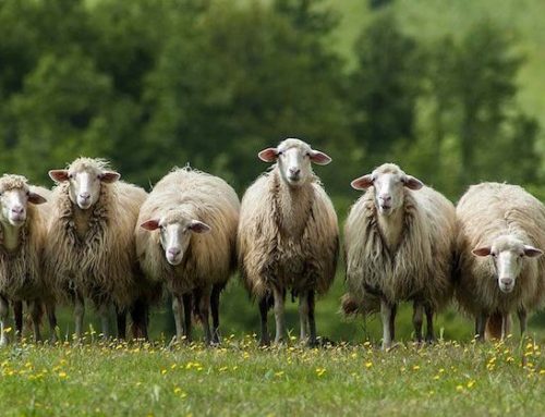 Il settore ovicaprino verso una sostanziale stabilità