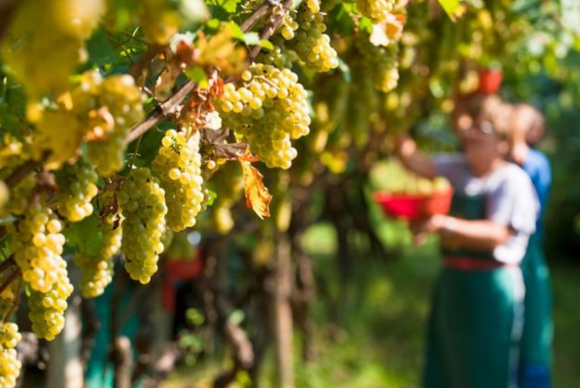 vendemmia Alto Adige