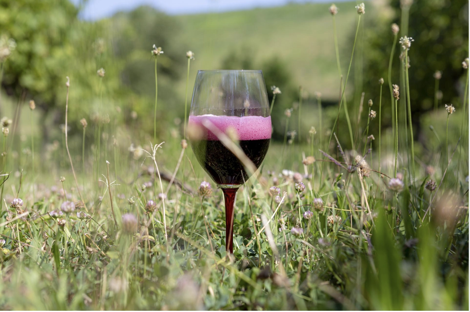 Consorzio tutela Lambrusco