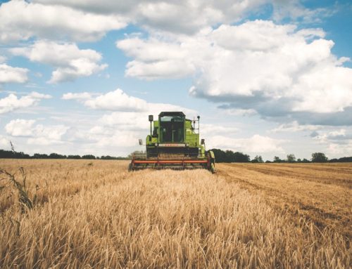 Grano / Cia Abruzzo: “Agricoltori ko. Servono regole chiare sul prezzo”
