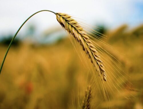 Grano duro: in Italia stimato un aumento del 12% nella produzione