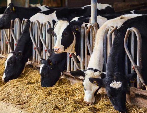 Allevamenti: Ue approva il mangime addizionato che riduce le emissioni bovine di metano