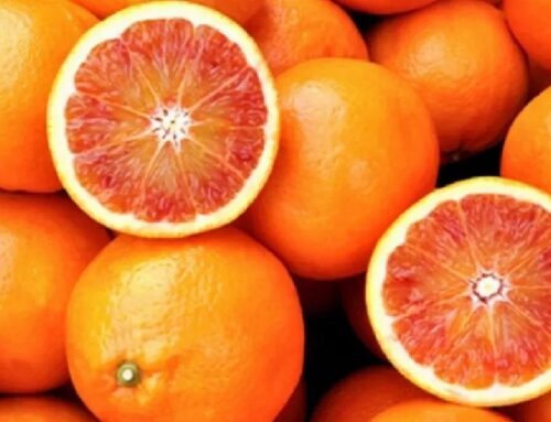 Arancia rossa di Sicilia Igp: produzione stabile, valore in aumento, cresce export e online