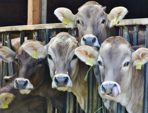Dermatite nodulare contagiosa bovina, rallenta la diffusione del virus in Sardegna