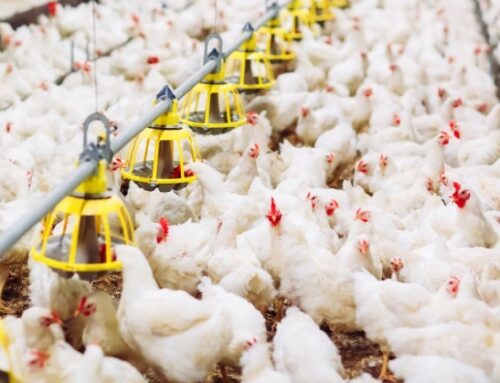 Assemblea Unaitalia: con un consumo pro capite pari a 22 kg, le carni bianche sono le preferite dagli italiani