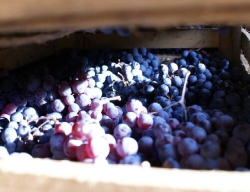 Il Consorzio Valpolicella elegge il nuovo Cda e presenta il bilancio 2022