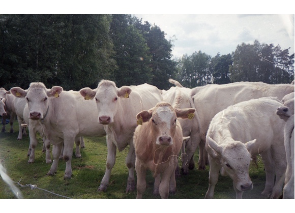 Carne bovina