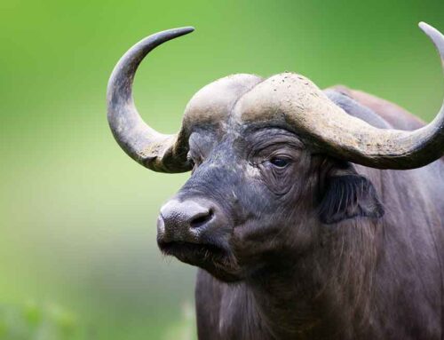 Assolatte denuncia una “dicotomia interpretativa tra giurisprudenza e legislatore” sull’uso di latte bufalino congelato per la produzione di formaggi