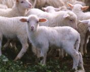 Agnello di Sardegna Igp