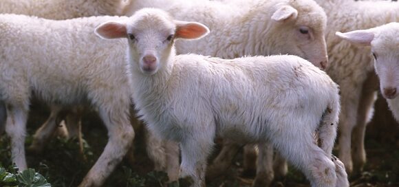 Agnello di Sardegna Igp