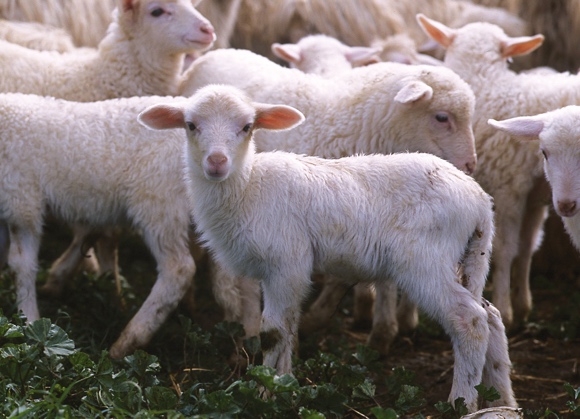 Agnello di Sardegna Igp