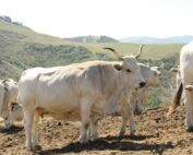 Il Vitellone Bianco dell’Appennino Centrale Igp protagonista sui banchi di scuola