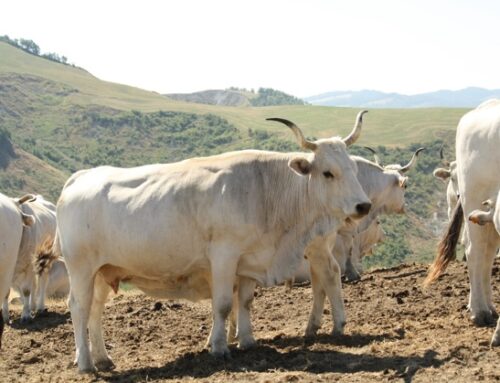Vitellone Bianco dell’Appennino Centrale Igp: trend positivo per l’intera filiera