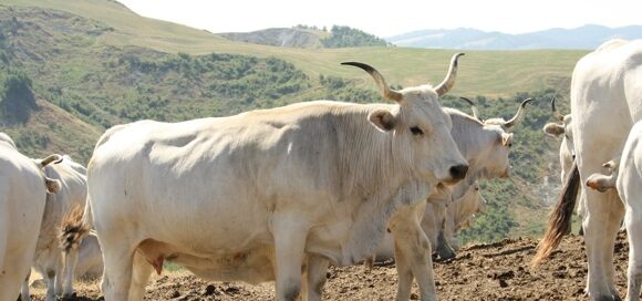 Vitellone Bianco dell'Appennino Centrale