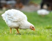 Global poultry quarterly Q3 2024