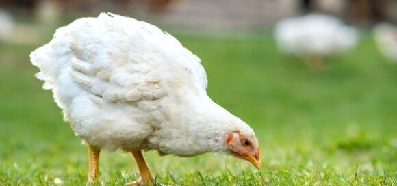 Global poultry quarterly Q3 2024