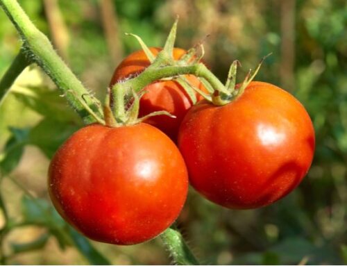 Pomodori resistenti a malattie e cambiamento climatico: il progetto Harnesstom studia il miglioramento genetico