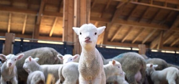 Uk: la spesa per la carne d’agnello segna un 10,6%, con i volumi che crescono del 5,5%