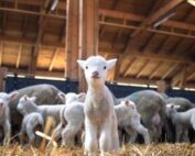 Agnello di Sardegna Igp