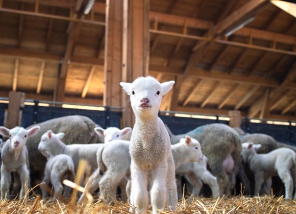 Uk: la spesa per la carne d’agnello segna un 10,6%, con i volumi che crescono del 5,5%