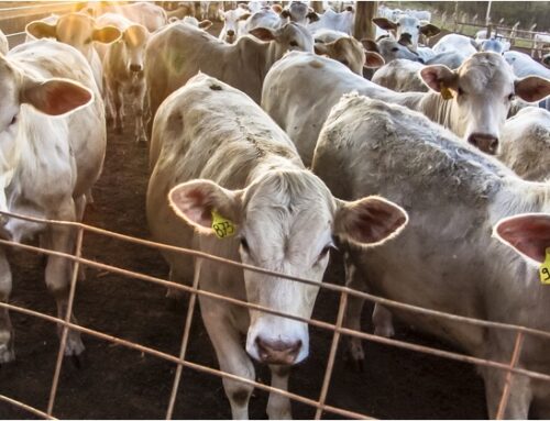 Direttiva sulle emissioni industriali (2): il plauso di politica e associazioni