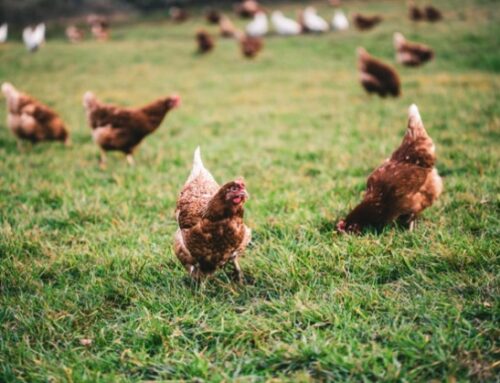 Settore avicolo: istituito il Tavolo di filiera