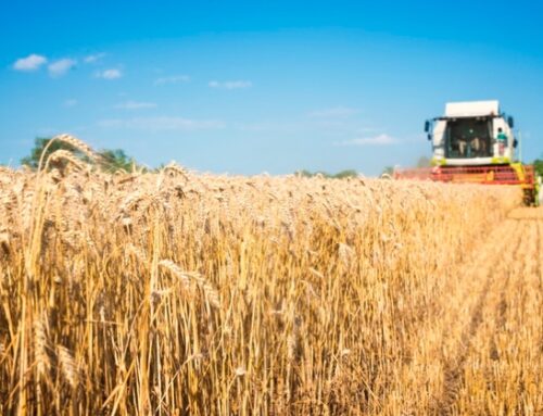 Crisi del Golfo, il costo del frumento resta lontano dai picchi del 2022