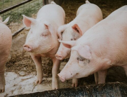 Peste suina, il governatore ligure Toti: “I maiali della zona infetta verranno abbattuti”