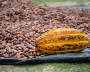 Cacao