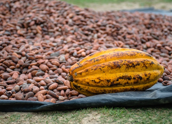 Cacao