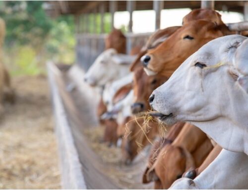 Fiere Zootecniche Internazionali di Cremona: in scena da domani la 78esima edizione